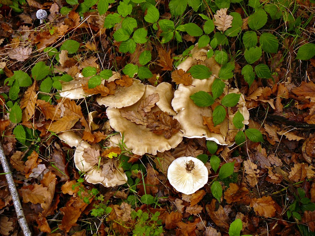 Clitocybe nébuleux